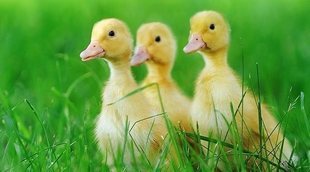 Cuidados necesarios para tener un pato como mascota