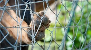 Abandono animal: una situación que permanece y que no se erradica