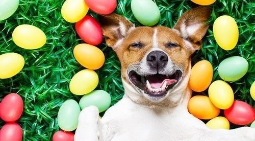 ¡Sorpresa! 'What the fluff', el challenge de mascotas con el que no podrás contener la risa