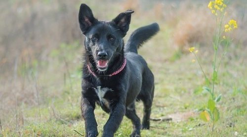 Razas de perros: Schipperke
