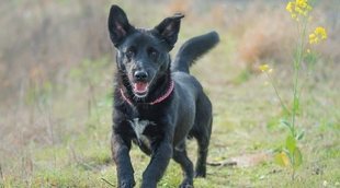 Razas de perros: Schipperke