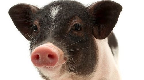Mini Pig