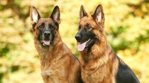 Razas caninas