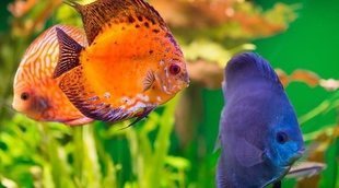 Cómo hacer un acuario casero