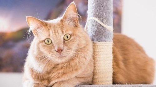 10 juguetes caseros para gatos