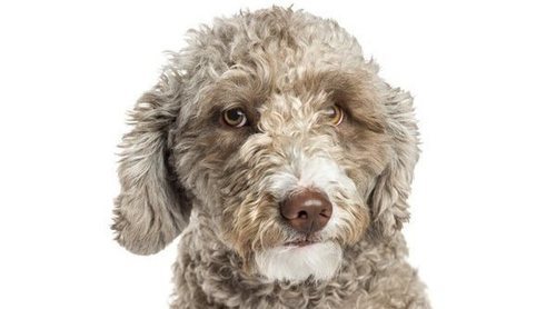 Perro de agua español: conoce todo sobre esta raza de perros