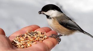 Alimentos tóxicos para aves de compañía