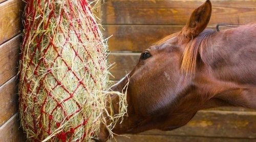 Alimentación Caballos