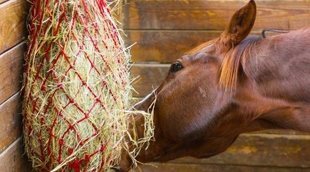 Alimentación de los caballos: consejos y recomendaciones