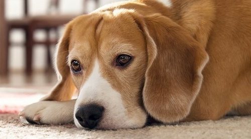 Anemia en perros