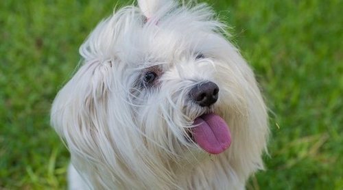 cuidado pelo bichón maltés