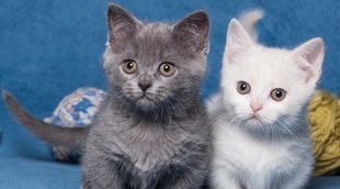 Gato Munchkin: conoce todo sobre esta raza de felino
