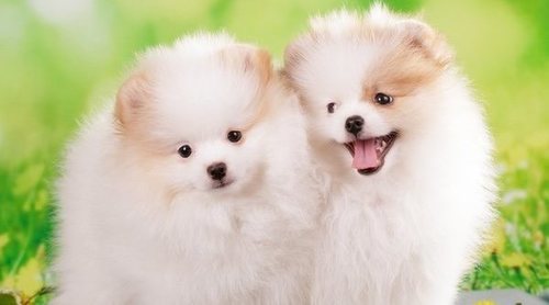 Pomerania
