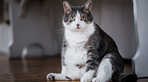 Cómo saber si mi gata está embarazada