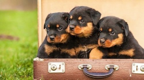 rottweiler