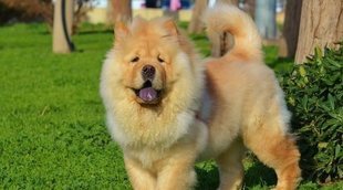 ¿Por qué los perros chow chow tienen la lengua azul?