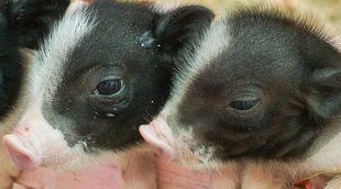 Alimentación del mini pig o cerdo en miniatura