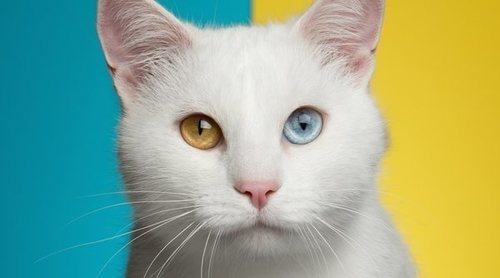 Gatos
