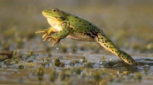 Rana como animal de compañía