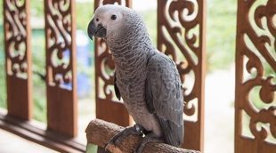 Conoce todo sobre el Yaco, un bonito loro gris