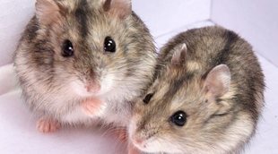 Animales que prefieren vivir en comunidad