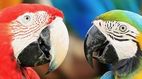 Características y cuidados loro