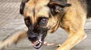 La rabia en perros: cómo detectarla y ponerle solución