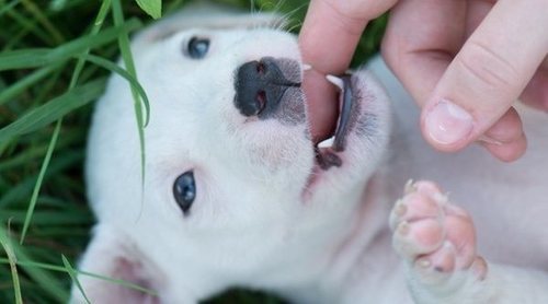 Cuándo se les caen los dientes de leche a los perros