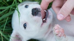Cuándo se les caen los dientes de leche a los perros