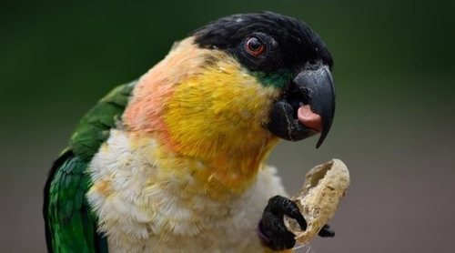 Caique negra ave