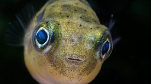 Conoce todo sobre el pez globo enano o puffer moteado