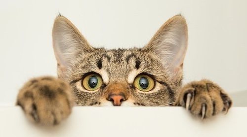 gatos inteligentes