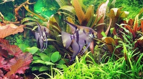Plantas de acuario: conoce cuáles son las más adecuadas
