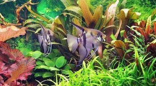 Plantas de acuario: conoce cuáles son las más adecuadas