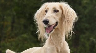 Clasificación de razas de perros por continentes: África