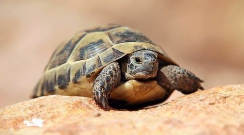 Enfermedades en tortugas