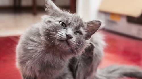 Pulgas en gatos