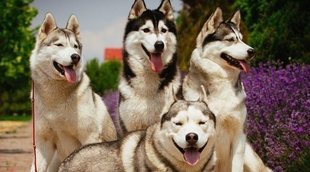 Tipos de Husky