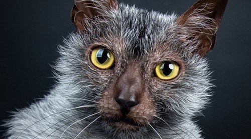 Lykoi o gato lobo: conoce todo sobre esta raza de felino