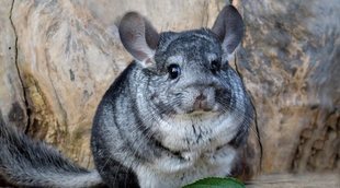 La alimentación de la chinchilla