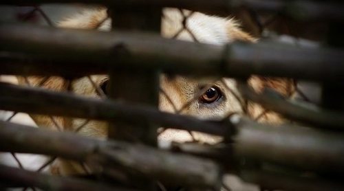 Cómo actuar si eres testigo de maltrato animal