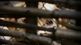 Cómo actuar si eres testigo de maltrato animal