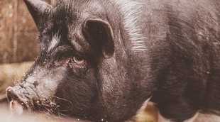 Cómo educar a un cerdo vietnamita