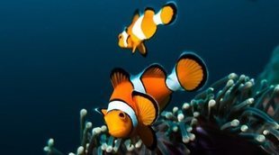 Peces que limpian el acuario