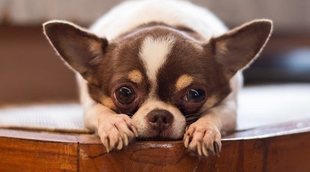 Clasificación de razas de perros por continente: América