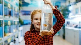 Cómo transportar a un pez cuando sale del acuario
