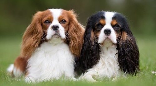 Tipos de Spaniel