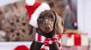 Cómo evitar que tu mascota tenga estrés en Navidad