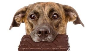 Razones por las que no dar dulces de Navidad a tu mascota