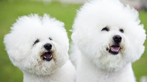 Bichón Frisé y Bichón Maltés